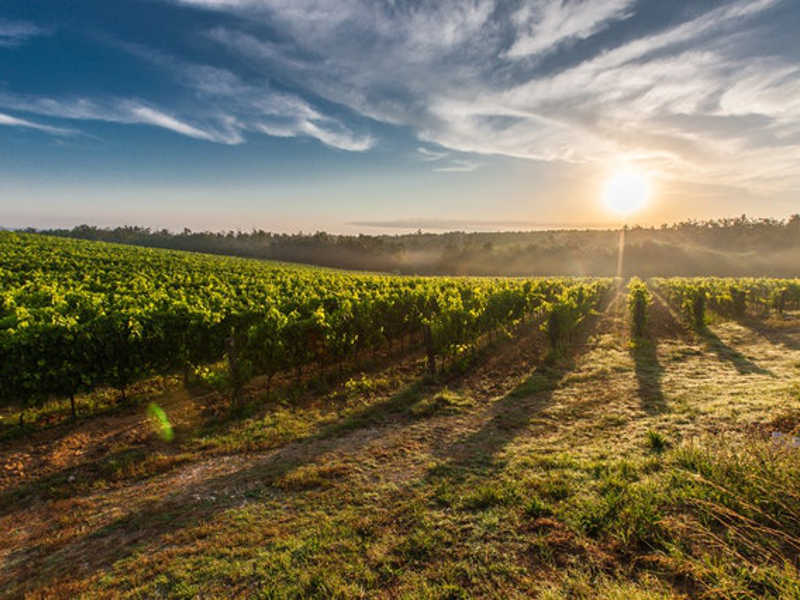 rolling vineyard during sunset