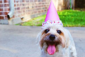 small dog wearing birthday hat